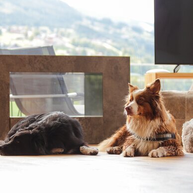 Two dogs resting indoors near fireplace and window | © SCHLADMING-APPARTEMENTS