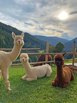 Breathtaking hike with the alpacas
