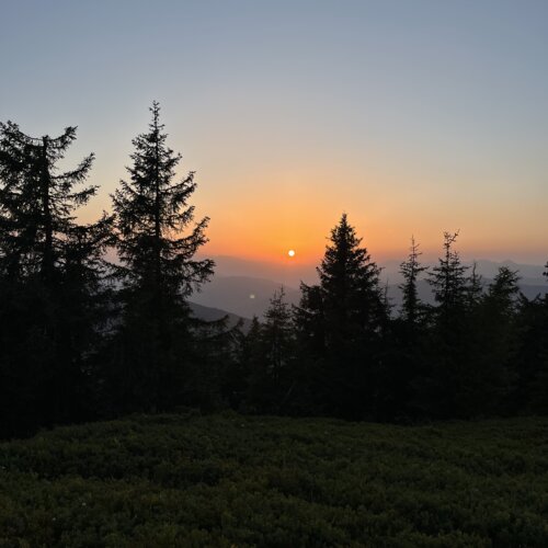 Sonnenuntergang über Wald mit Silhouetten von Kiefern