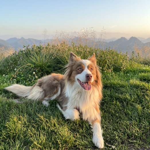 Fröhlicher Hund liegt im Gras vor Bergen und Abendhimmel