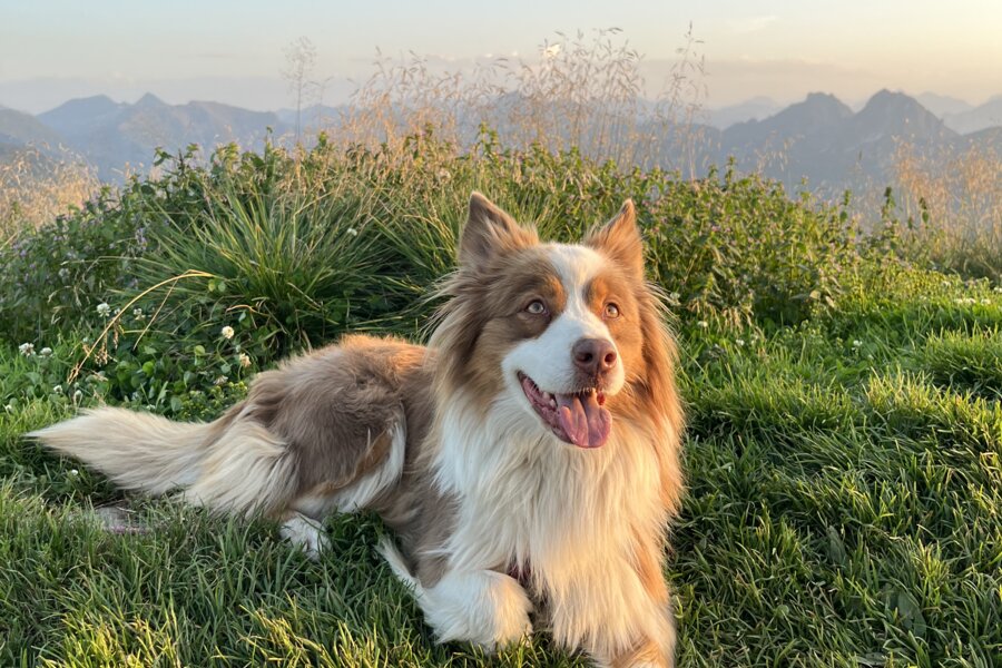 Fröhlicher Hund liegt im Gras vor Bergen und Abendhimmel