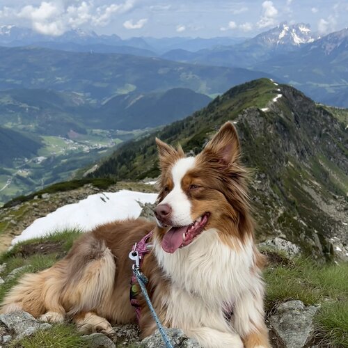 Hund entspannt auf felsigem Bergkamm mit Talblick