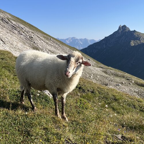 Weißes Schaf steht auf grünem Almwiesenhang mit blauem Himmel