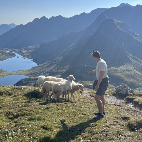 Mann mit Schafherde auf Hügeln vor Alpengebirge