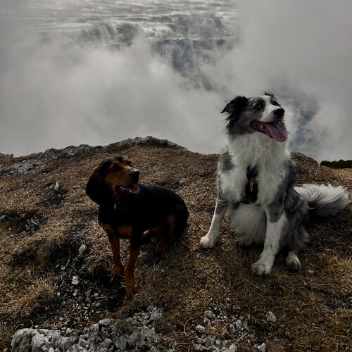Zwei Hunde sitzen auf felsigem Gipfel über Wolken