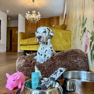 Dalmatian dog on a brown fluffy rug indoors