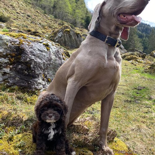 Two dogs outdoors on a rocky mossy hillside