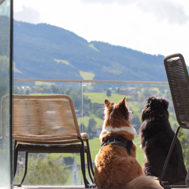 Two dogs sit on a balcony overlooking green valley and mountains