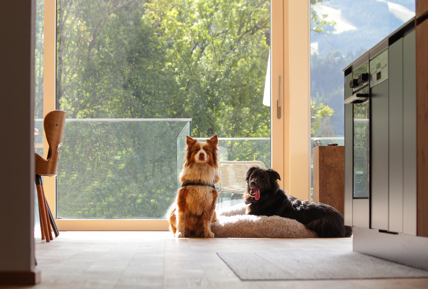 Brauner, flauschiger Hund und schwarzer Hund vor Glastür