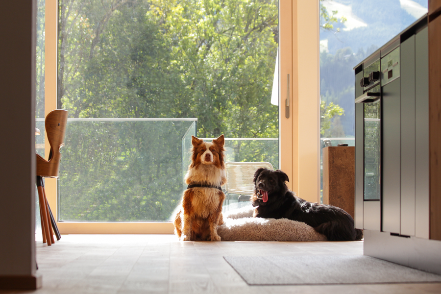 Brauner, flauschiger Hund und schwarzer Hund vor Glastür