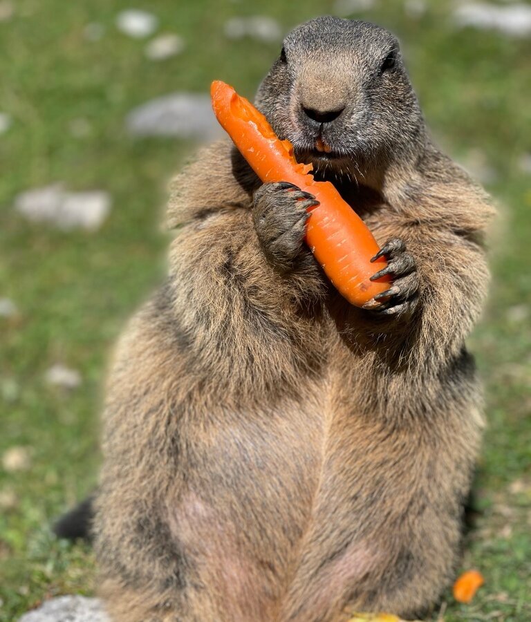 Präriehund sitzt aufrecht und hält eine Karotte