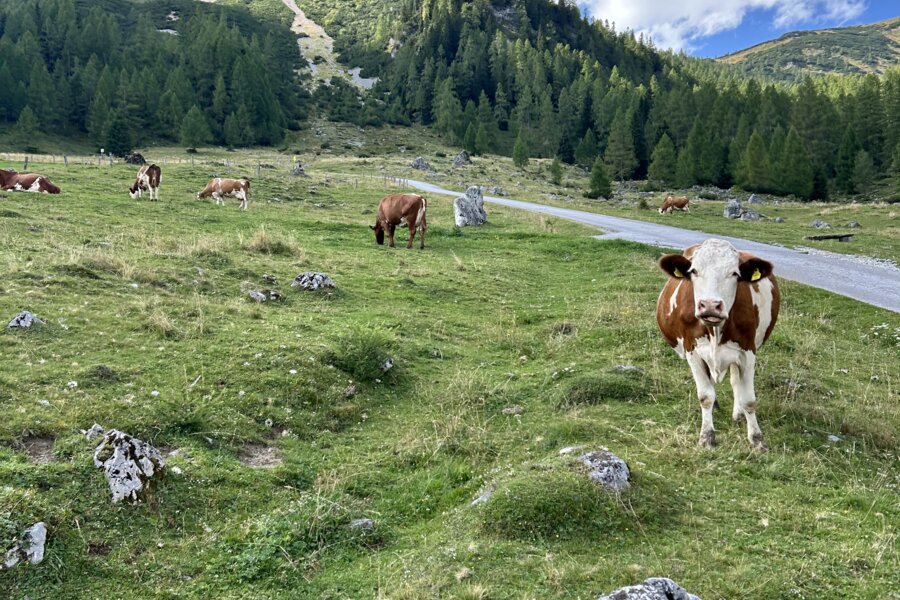 Kühe weiden auf einer grünen Alpenwiese vor majestätischen Bergen