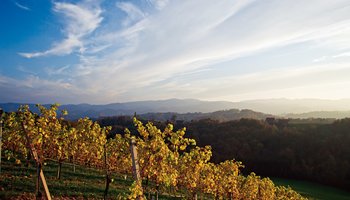 Weingarten in der Südsteiermark | © Österreich Werbung / Leo Himsl