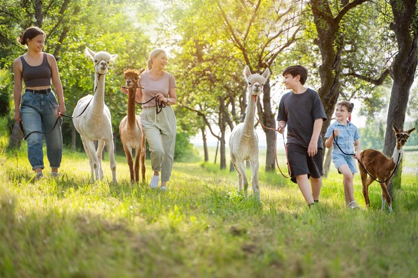 Family luck at the alpaca hike