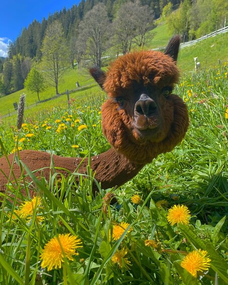 Wanderlust with the sweet fourlegged friends Wanderlust with the sweet fourlegged friends