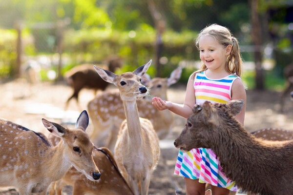 Mädchen im Tierpark