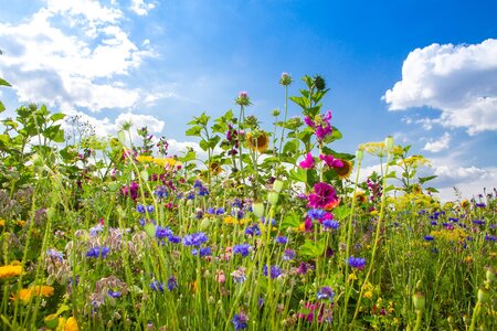 Herb meadow