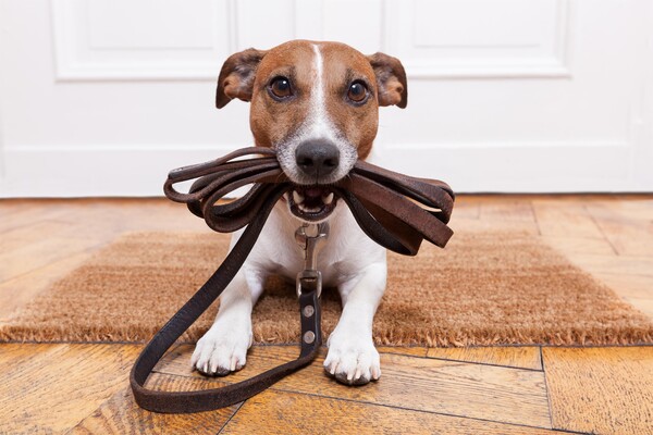 Dogs welcome!