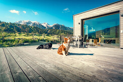 Loft - Fun for dogs at the generous rooftop terrace Loft - Fun for dogs at the generous rooftop terrace