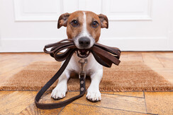 Dogs welcome! Dogs welcome!